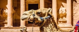 Camel by ancient building in Jordan