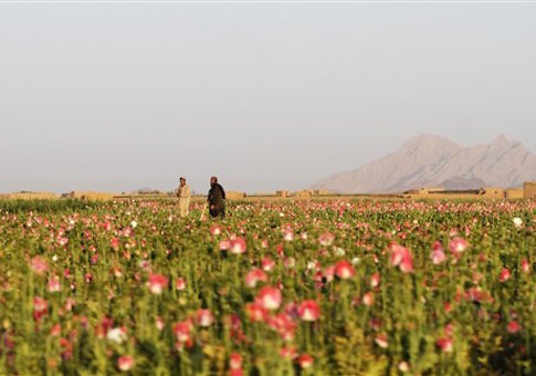 Afghan farmers harvest raw opium at a poppy field in Kandaharís Zhari district, Afghanistan