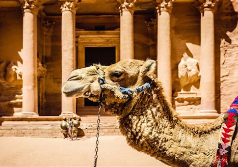 Camel by ancient building in Jordan